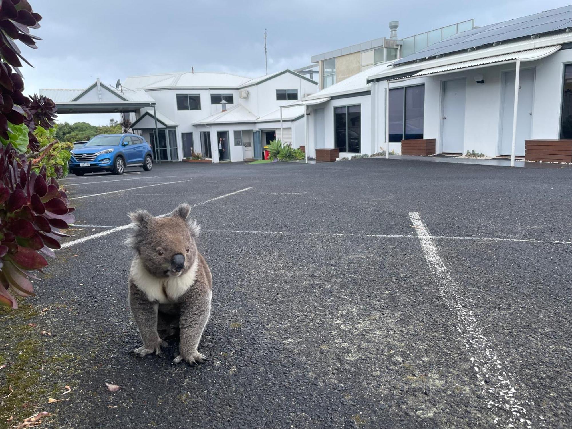 Coastal Motel Apollo Bay Kültér fotó